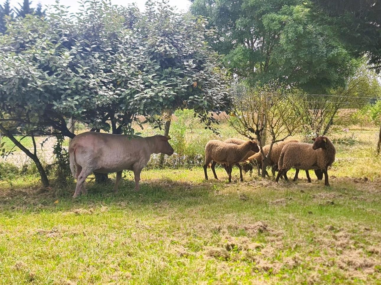 Peyrole Le Gite Nature Bien-Etre Piscine Chauffee Privee Du Tarn Entre Toulouse Et Albi & Les Cottages Du Tarn מראה חיצוני תמונה